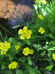 Ranunculus alismifolius
