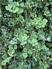 Medicago arabica