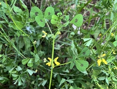 Medicago arabica