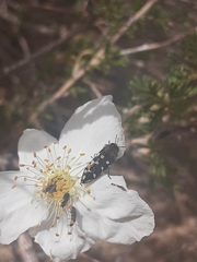 Acmaeodera bowditchi