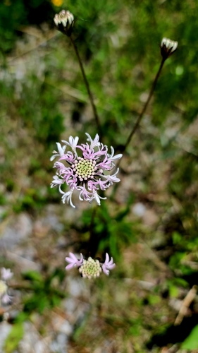 Image of Marshallia mohrii by (c) Darrell Ragland, some rights reserved (CC BY)