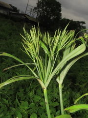 Cyperus nutans subprolixus
