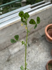 Medicago arabica