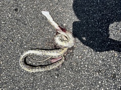 Pantherophis obsoletus