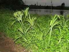 Cyperus nutans subprolixus