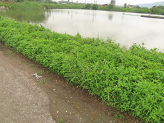 Cyperus nutans subprolixus