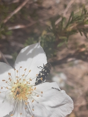 Acmaeodera bowditchi