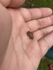 Pseudacris crucifer