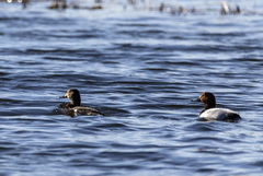 Aythya ferina