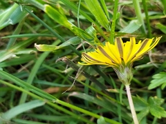 Taraxacum hollandicum