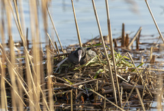 Fulica atra