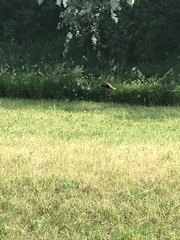 Sylvilagus floridanus