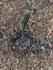 Pachycereus