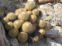 Copiapoa longistaminea