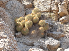 Copiapoa longistaminea