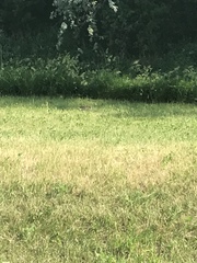 Sylvilagus floridanus