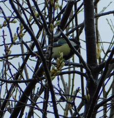 Parus major