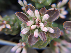 Euphorbia ritchiei