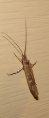 Trichoptera