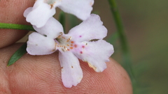 Westringia tenuicaulis