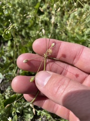 Holosteum umbellatum