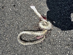 Pantherophis obsoletus