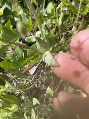 Holosteum umbellatum
