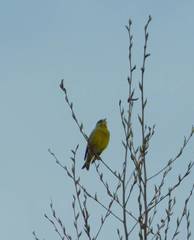 Chloris chloris