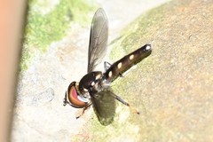 Ocyptamus gastrostactus