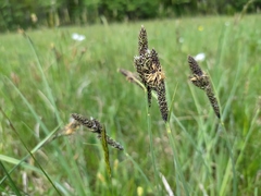 Carex hartmanii