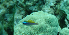 Chromis ovalis