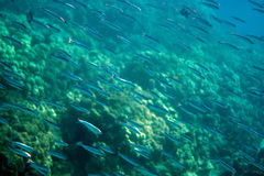 Spratelloides delicatulus