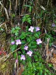 Sarcopyramis napalensis delicata