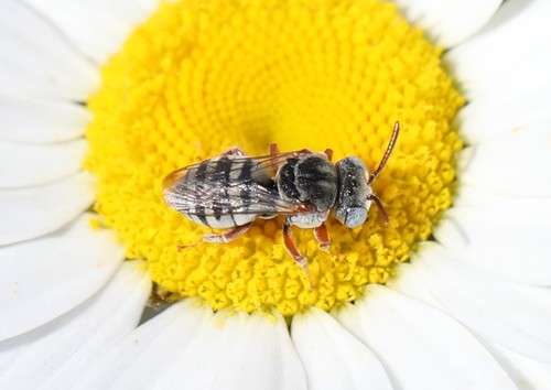 Epeolus australis