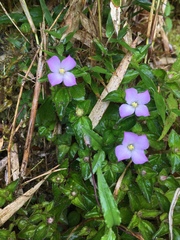 Sarcopyramis napalensis delicata