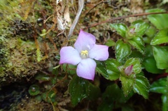 Sarcopyramis napalensis delicata