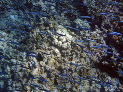 Spratelloides delicatulus