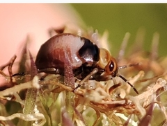 Strongylocoris