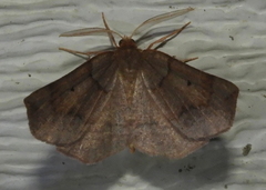 Metarranthis amyrisaria