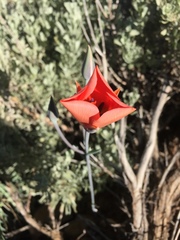 Calochortus kennedyi kennedyi
