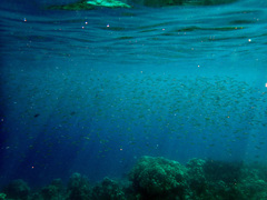 Spratelloides delicatulus