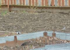 Motacilla alba