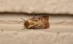 Agrotis vancouverensis
