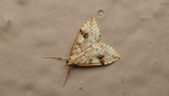 Udea washingtonalis
