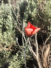 Calochortus kennedyi kennedyi