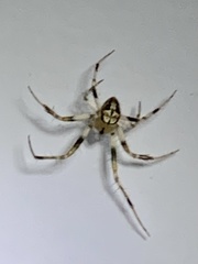 Araneus pegnia