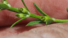 Westringia tenuicaulis