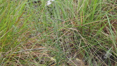 Westringia tenuicaulis