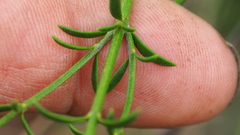 Westringia tenuicaulis