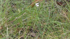 Westringia tenuicaulis